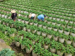 Potret Desa Wisata Alamendah yang Punya Omset Miliaran Rupiah