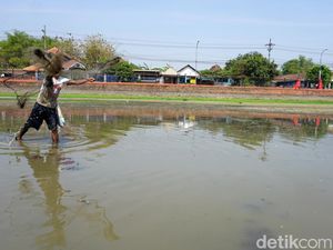 Kolam Segaran Warisan Majapahit yang Mengering Jadi Berkah Pencari Ikan Kolam Segaran Warisan Majapahit yang Mengering Jadi Berkah Pencari Ikan