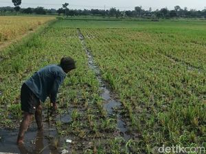 Puluhan Hektare Tanaman Padi di Boyolali Diserang Sundep