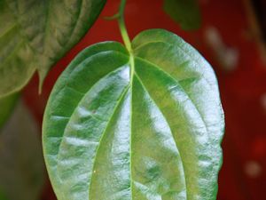 Apakah Daun Sirih Bisa Menghilangkan Jerawat? Ini Jawaban Menurut Penelitian