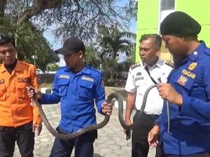 Ular King Cobra Nyaris Masuk Rumah Warga di Parepare, Damkar Evakuasi Ular King Cobra Nyaris Masuk Rumah Warga di Parepare, Damkar Evakuasi