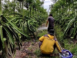 Kemarau Panjang Bikin Biaya Produksi Petani Buah Naga Banyuwangi Membengkak