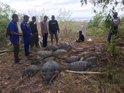 1 Penyu Selundupan di Gilimanuk Mati, Tersisa 10 Ekor