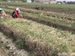 Curhatan Petani Tanaman Bawang Merah di Brebes Diserang Janda Pirang