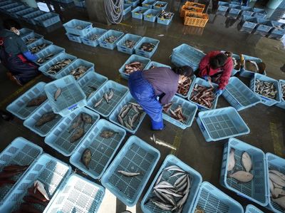 Badan Energi Atom IAEA Uji Sampel Hasil Laut di Fukushima