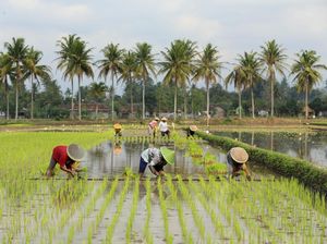 Upaya Distan Kabupaten Cirebon Hadapi Krisis Lahan Pertanian Upaya Distan Kabupaten Cirebon Hadapi Krisis Lahan Pertanian