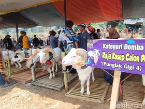 Adu Ketampanan Domba di Kontes Ternak Pesta Patok Ciamis