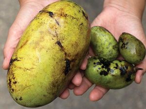 Mirip Pepaya, Buah Langka Ini Disebut Sebagai Buah yang Terlupakan