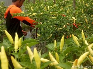 Dari Baanjung Petani Sanipah Kutai Kartanegara Menolak Punah Dari Baanjung Petani Sanipah Kutai Kartanegara Menolak Punah