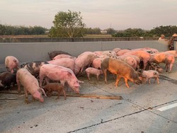 Babi-babi Mati-Berhamburan di Tol gegara Truk Pengangkut Terguling