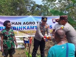 Cerita Bripka Wahyu Buat Warga Kampung Walal Papua Mandiri Bertani Sayuran