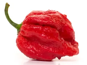 Ini Dia! Penampilan 10 Cabai Terpedas di Dunia yang Membakar Lambung Ini Dia! Penampilan 10 Cabai Terpedas di Dunia yang Membakar Lambung