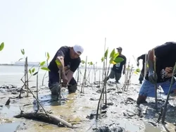 Tanam Ribuan Bibit Mangrove, Tanda Mulainya Puncak Hari Santri 2023