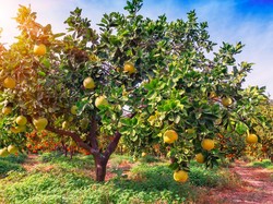 Bukan Tanda Kiamat, Arab Saudi Makin Hijau Pecahkan Rekor Pertanian