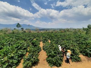 Metode Penanaman Sistem Pagar Tingkatkan Produksi Petani Kopi di Lampung