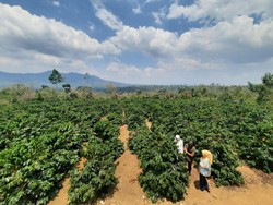 Metode Penanaman Sistem Pagar Tingkatkan Produksi Petani Kopi di Lampung