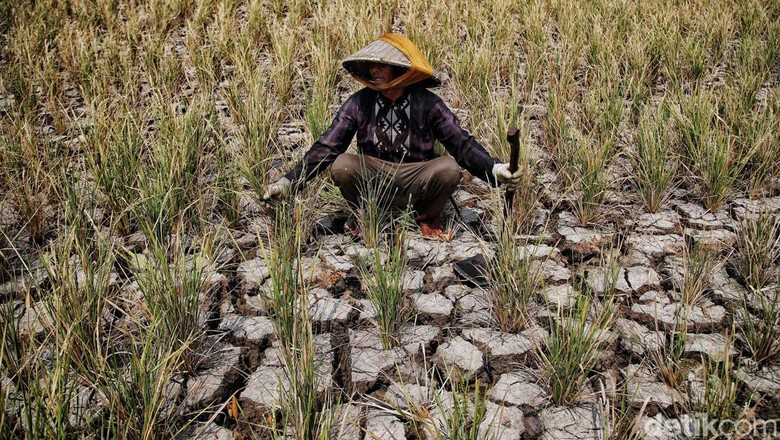 4 Imbas Kemarau Kering RI, BMKG Imbau untuk Mitigasi dan Antisipasi
