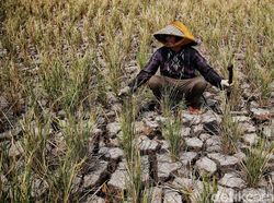 4 Imbas Kemarau Kering RI, BMKG Imbau untuk Mitigasi dan Antisipasi