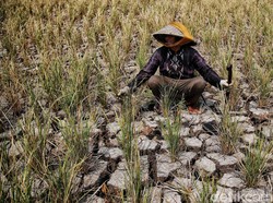 Waduh! EL Nino Diramal Awet Sampai April 2024