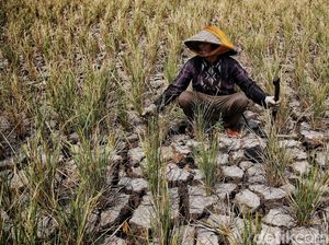 4 Imbas Kemarau Kering RI, BMKG Imbau untuk Mitigasi dan Antisipasi 4 Imbas Kemarau Kering RI, BMKG Imbau untuk Mitigasi dan Antisipasi