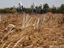 Godzilla El Nino dan Ancamannya Terhadap Sektor Pertanian