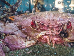 Lebih dari 10 Miliar Kepiting Salju Alaska Sekarat Akibat Suhu Panas