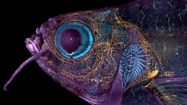 Karya Juara Kompetisi Dunia Kecil Nikon 2023 Bikin Tercengang