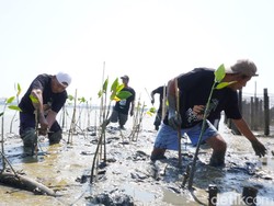 Puncak Hari Santri 2023 Ditandai Penanaman Mangrove dan Bersih-besih Pantai