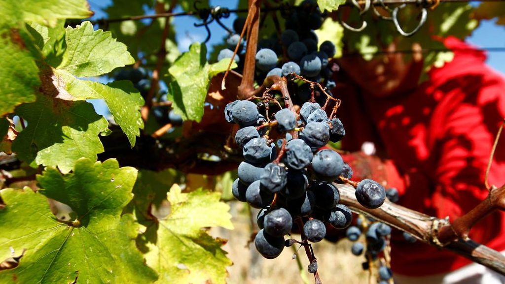 Produksi Anggur di Makedonia Utara Menurun Akibat Perubahan Iklim Produksi Anggur di Makedonia Utara Menurun Akibat Perubahan Iklim