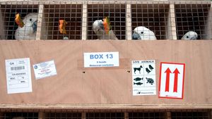 Repatriasi 73 Ekor Burung Endemik Indonesia