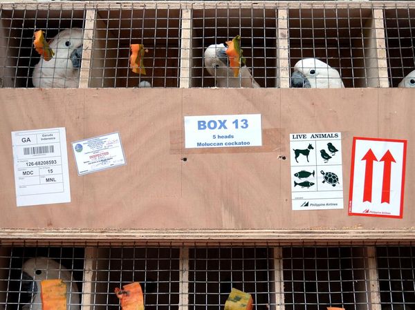 Repatriasi 73 Ekor Burung Endemik Indonesia