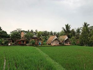 Hidden Gem di Ubud: Menginap di Kabin Tengah Sawah Cuma Rp 300 Ribu Hidden Gem di Ubud: Menginap di Kabin Tengah Sawah Cuma Rp 300 Ribu