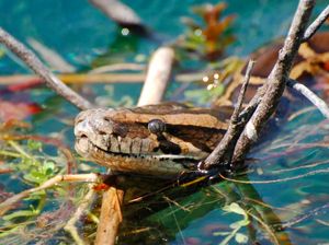 Ngeri, Ular Piton Hibrida Serang Florida