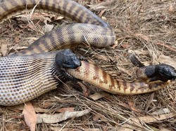 Ngeri! Aksi Piton Memakan Ular Sejenis Hidup-hidup Terabadikan Kamera