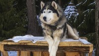 4 Hal Diketahui soal Anjing Husky Dibacok di Bekasi
