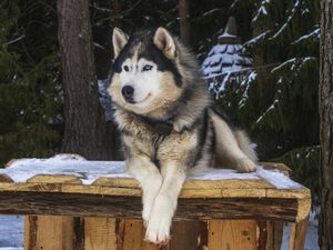 Fakta Menarik Alaskan Malamute, Anjing Besar Fluffy dan Huggable Fakta Menarik Alaskan Malamute, Anjing Besar Fluffy dan Huggable