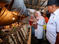 Melihat Emak-emak di Banyuwangi Raup Cuan dari Ternak Jangkrik
