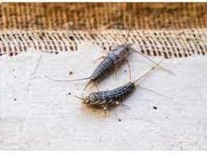 Tips Ampuh Membasmi Gegas, Serangga Kecil yang Merusak