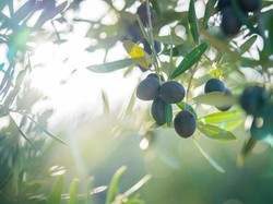 Tren Baru! Cara Bikin Kebun Cantik di Rumah Meski Tanpa Halaman Luas