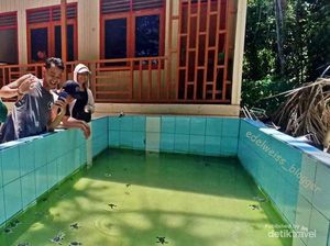 Membelai Tukik di Sangalaki, Imutnya! Membelai Tukik di Sangalaki, Imutnya!