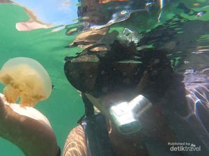 Mengenal Jenis Ubur-Ubur dari Tidak Berbahaya hingga Paling Mematikan