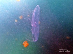 Tumbuh Lagi usai Diamputasi dan Robek, Simak Uniknya 2 Hewan Ini