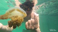 Pemandangan Danaunya Indah, Bisa Pula Bermain Bersama Ubur-ubur