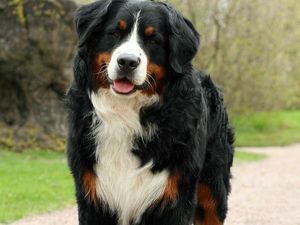 15 Ras Anjing Terbesar di Dunia, Tingginya Lebih dari 1 Meter 15 Ras Anjing Terbesar di Dunia, Tingginya Lebih dari 1 Meter