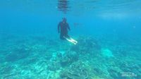 Menari Bersama Manta di Sangalaki