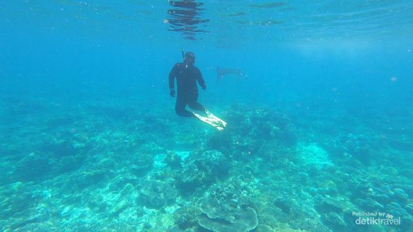 Menari Bersama Manta di Sangalaki