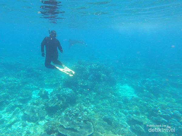 Menari Bersama Manta di Sangalaki