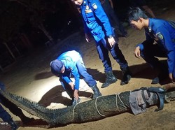 Buaya 3 Meter Tersangkut di Jaring Nelayan Natuna, Damkar Evakuasi