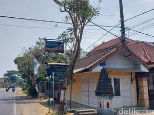 Penampakan Pohon Tabebuya Menangis di Kepanjen Malang