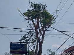 Tanda Tanya Penyebab Pohon Tabebuya di Kepanjen Malang Menangis